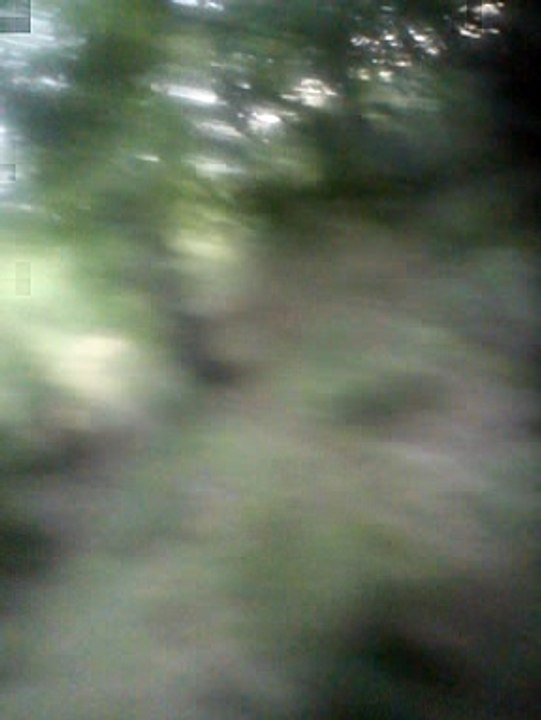 Funny turtles in Bulgaria forest. ;)