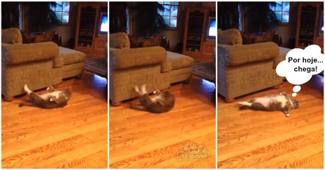 Gato já pensa no Verão e faz abdominais até cair para o lado