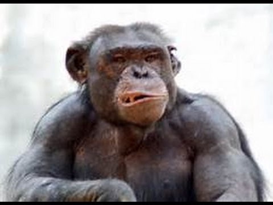 Introducing Egore: Bad Monkey???