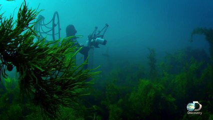 Breaching Great White Sharks | Shweekend