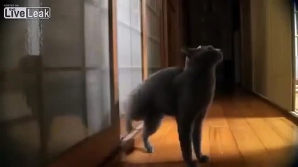 Cat knocking at the door (cute)