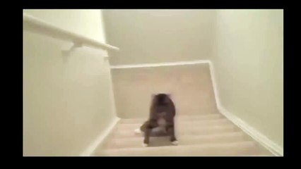 Пьяный кот поднимается по ступенькам