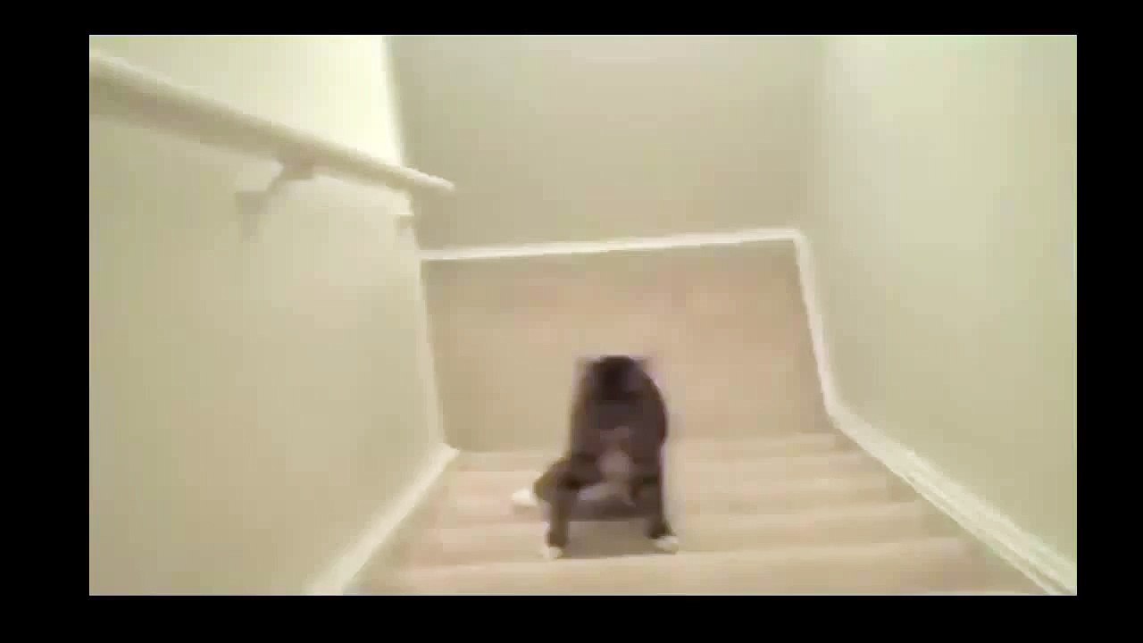 Пьяный кот поднимается по ступенькам