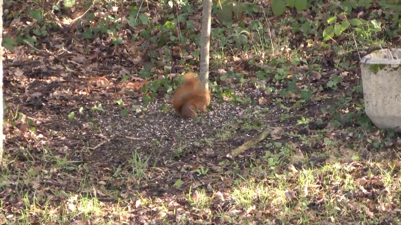 Écureuils aux agrainoirs