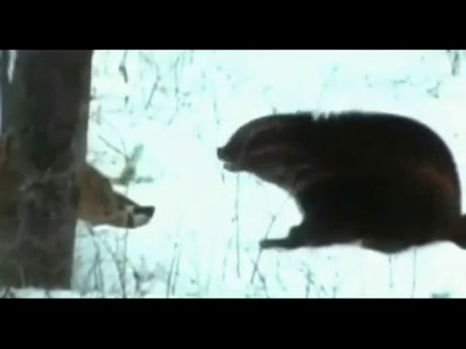 Росомаха против американского барсука (Wolverine vs American badger)