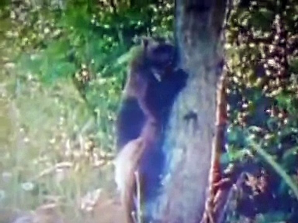 Росомаха против медведя-Wolverine vs Bear