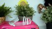 Barbie Leticia ultimos preparativos para o Casamento com o Ken!! [Parte 17] Em Portugues Tototoykid