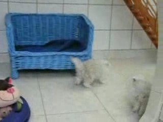 Jeu chatons