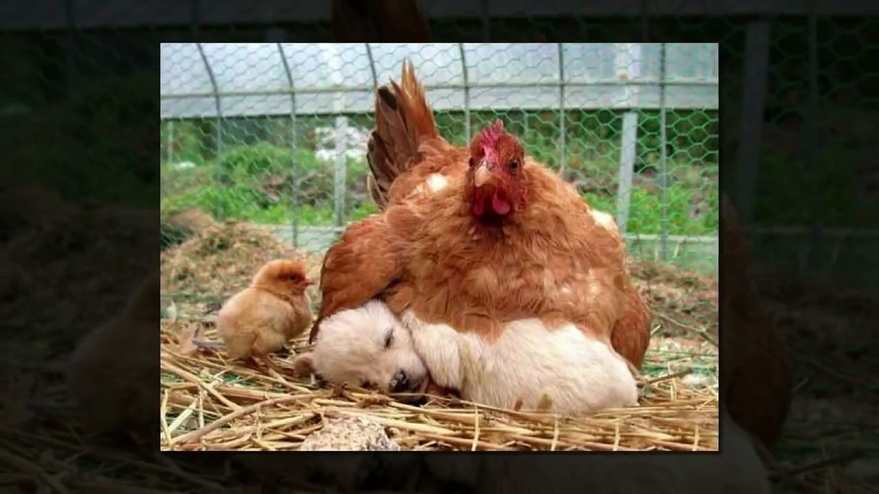 Right Moment Pics Fail | PHOTOS TAKEN AT The RIGHT TIME | Top Funny Videos 2016