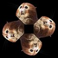 Marmots #1 - Charakter-Clip für dein Hologramm | ARLO & SPOT
