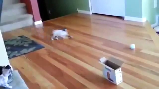 Cat Jump Fails Top 10 - Funny Cats & Cute Kittens