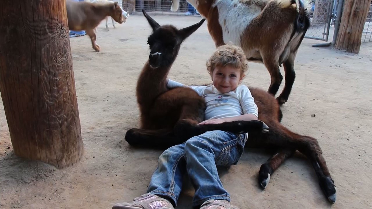 A Goat's Gotta Go When A Goat's Gotta Go