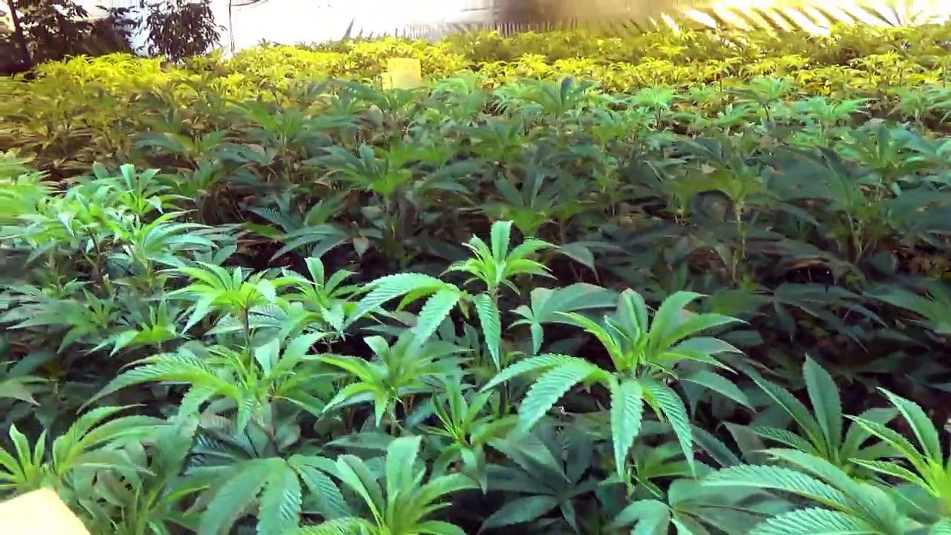 Growing Marijuana Episode 9
