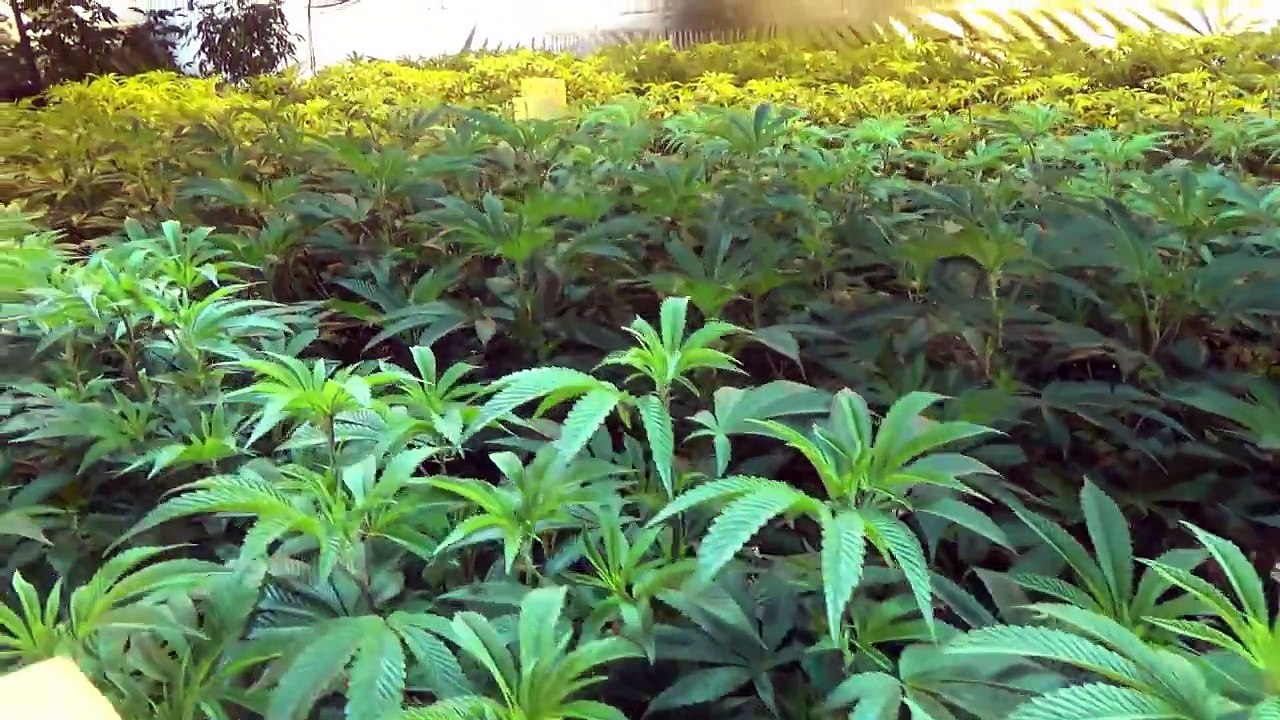 Growing Marijuana Episode 9