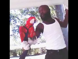 Axtell Real McCaw Parrot Puppet training - Docta Gel