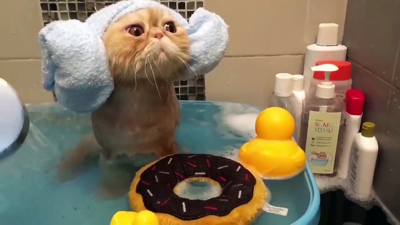 Cat Takes a Bath