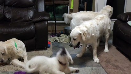 Excited Puppy Tries to Play with Family