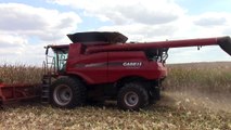 Case IH 8240 Combines Shelling Corn