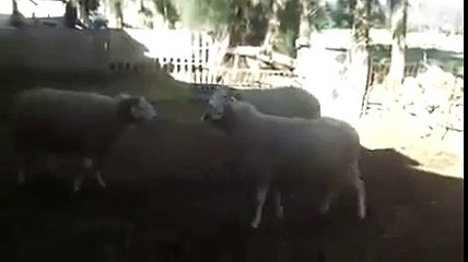 3 koçun beyin yakan kavgası
