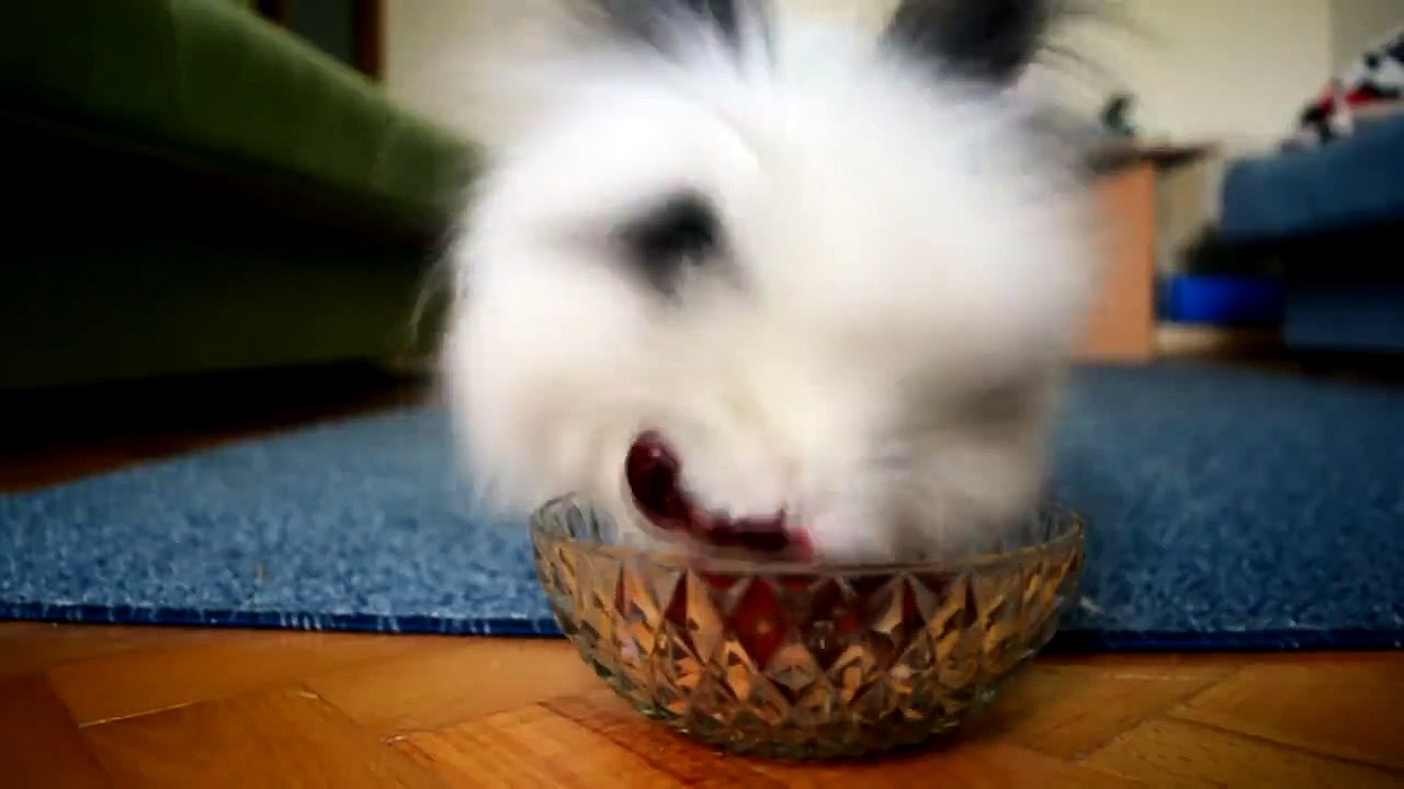 çilek ve vişne yerken vampire dönüşen sevimli tavşan