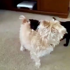 A ninja cat attacks an unsuspecting puppy...