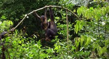 Chimpanzee Officiële Disney trailer | Disneynature | Nederlandse versie met Carice van Houten
