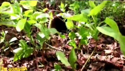 весеннее настроение