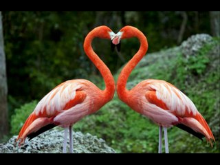 Flamingo Band - Evo banke, Moja mala