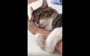 Cat Won't Let Go of Owner's Hand