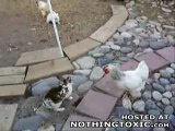 Baston : les poulets interviennent