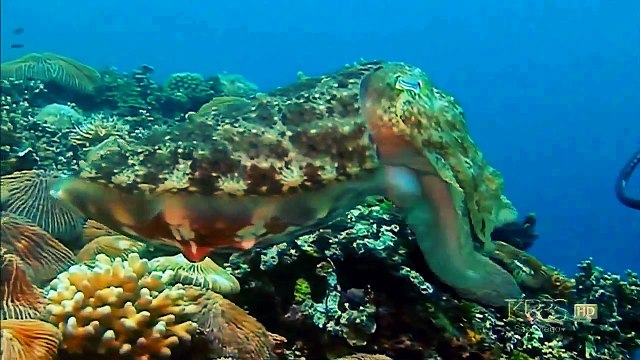 Animal Documental 2016| los Reyes del Camuflaje| Documental sobre la Naturaleza - 2016