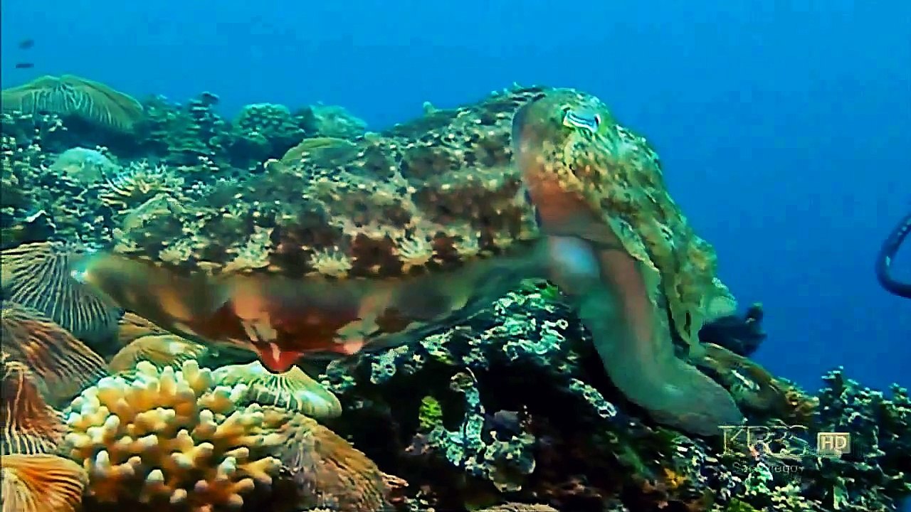 Animal Documental 2016| los Reyes del Camuflaje| Documental sobre la Naturaleza - 2016