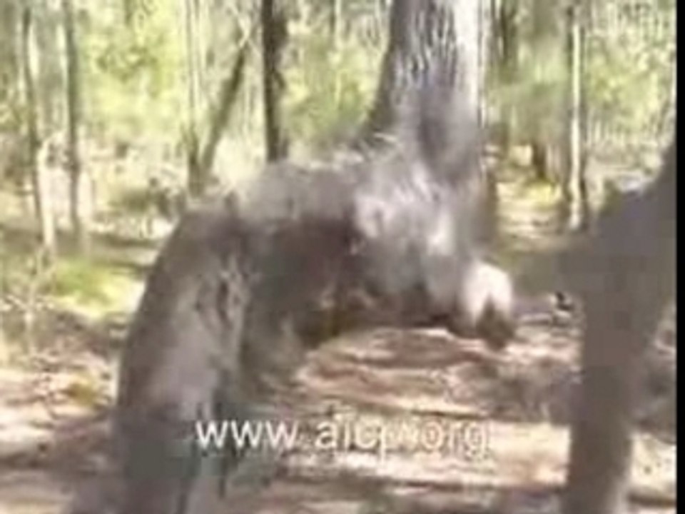 L arbres prosterne  soubhanallah