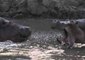 Hippos and Crocodiles Go About Their Day in Zambia