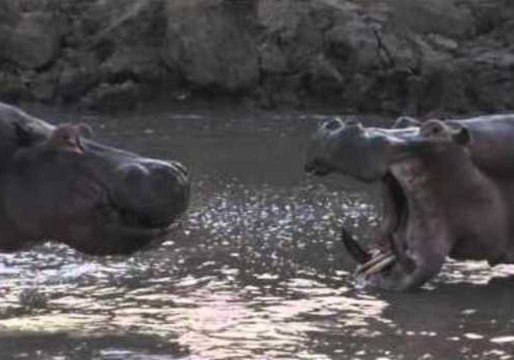 Hippos and Crocodiles Go About Their Day in Zambia