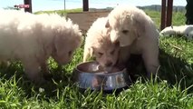 Napa Sheepdog Gives Birth To 17 Puppies in 1 Litter! 'Biggest Ever' in California