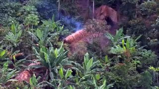 Ils survolent cette forêt en hélicoptère et ce qu'ils captent sur caméra est hallucinant!