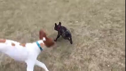 Batman and Brittany Spaniel