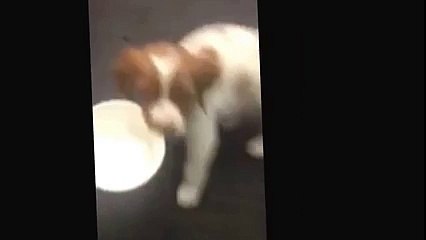 Gandalf the Brittany 7 weeks old playing.
