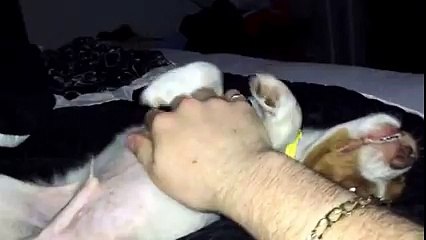 Gandalf the Brittany bedtime belly rubs