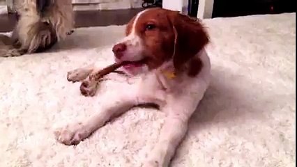 Gandalf The Brittany eats bully stick 2