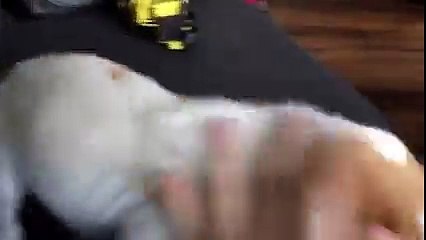 Gandalf the Brittany is mad about something