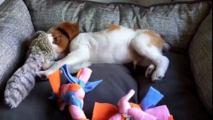 Gandalf the Brittany lounging with toys