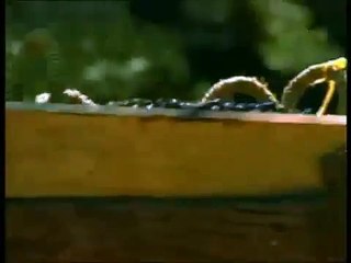 زيت الزيتون واد سوس هدية من ارضنا الغنية