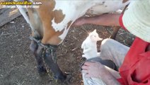 Sütü Direkt Kaynağından İçen Kedi