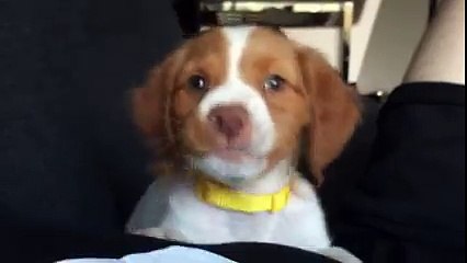 Gandalf the Teething Brittany continues to be a derp