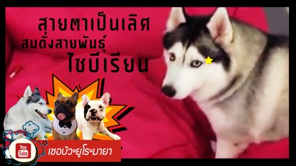 เชอบัว ยูโร มายา ตอนที่ 46 ช่วยขุ่นแม่แจกรางวัล