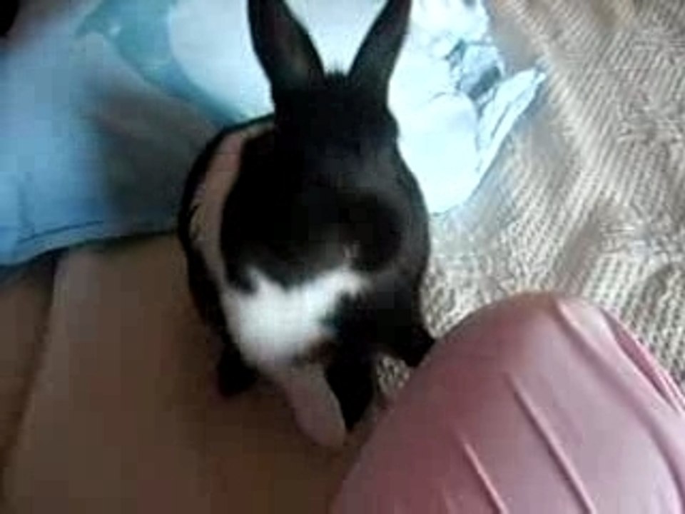 lapin