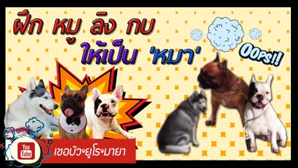 เชอบัว ยูโร มายา ตอนที่ 40  ฝึก หมู ลิง กบ ให้เป็น "หมา"