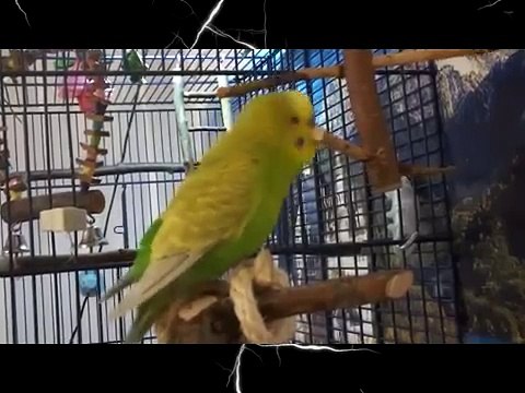 Попугай читает стихи Пушкина! Талант!